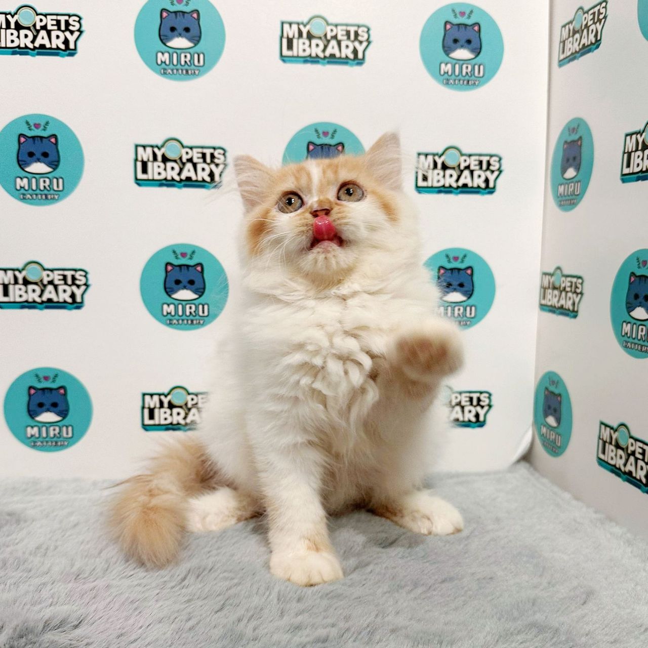 Persian Kitten (Female) For Sale