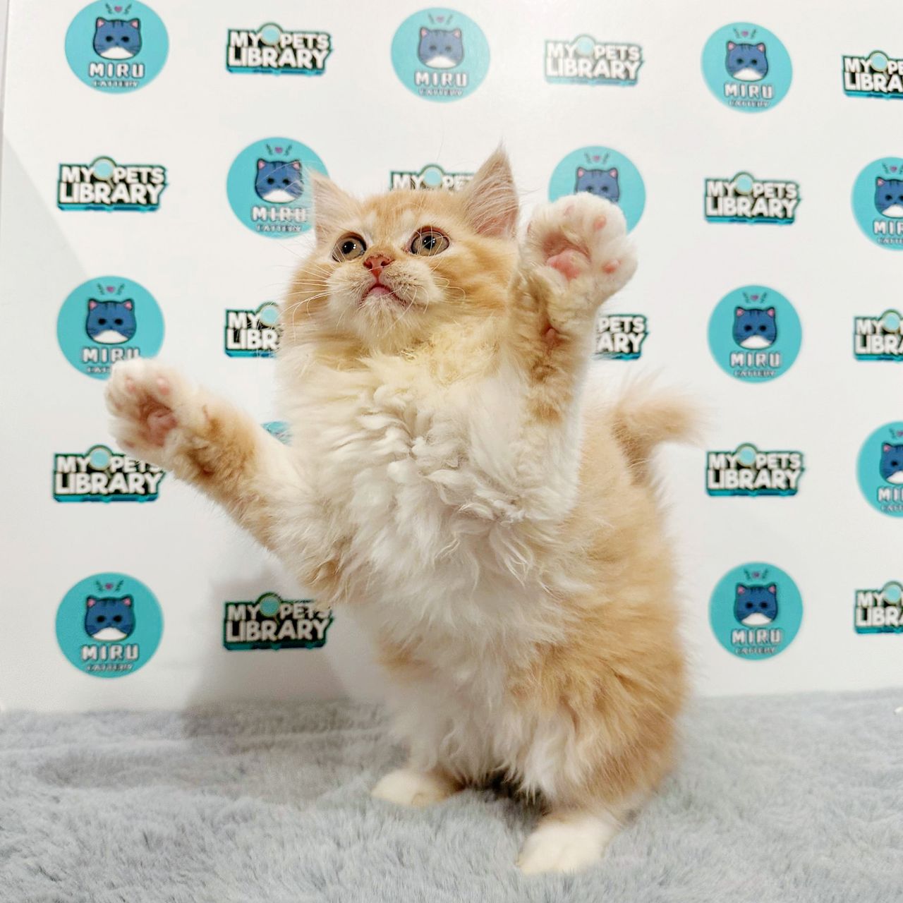 Persian Kitten (Female) For Sale