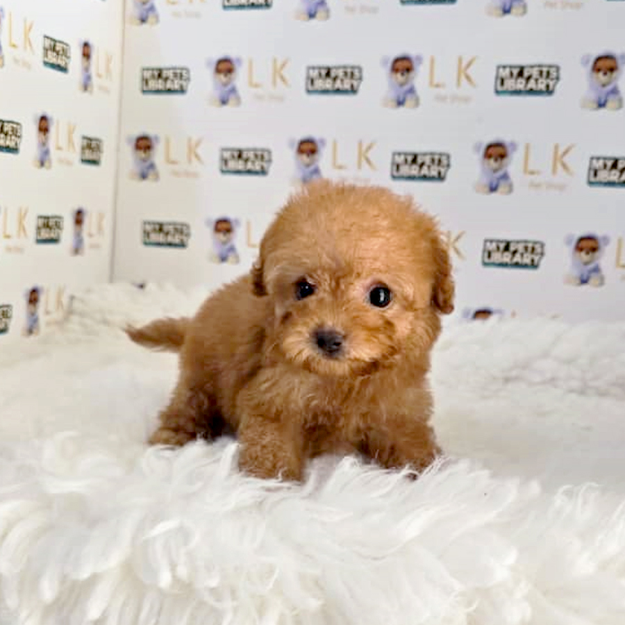 Tiny Poodle Puppy (Male) For Sale