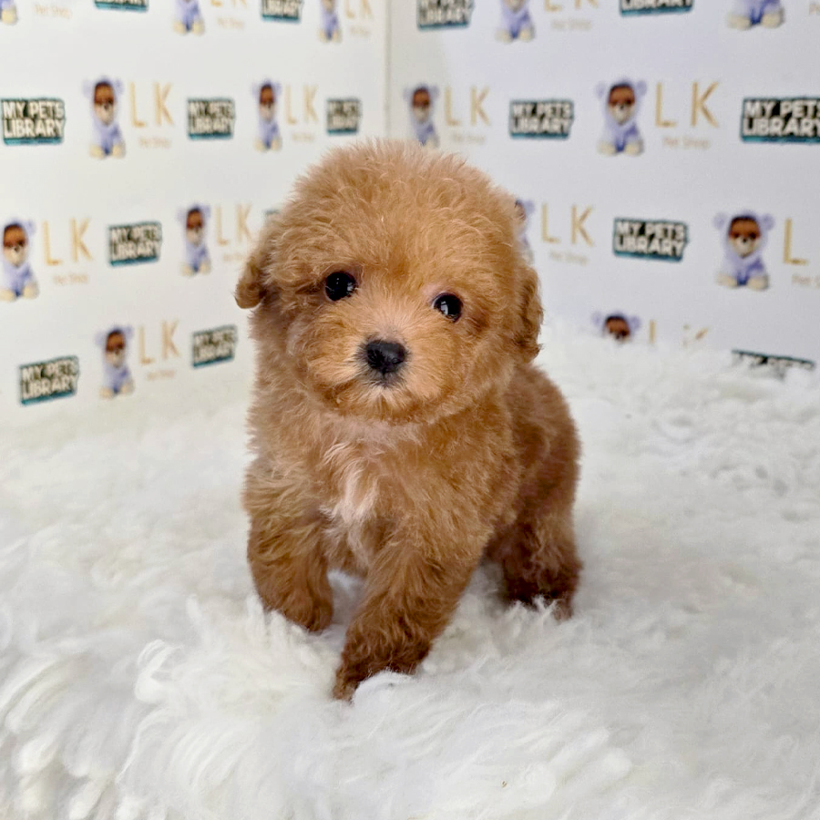 Tiny Poodle Puppy (Female) For Sale