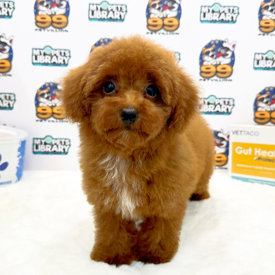 Toy Poodle Puppy (Male) For Sale