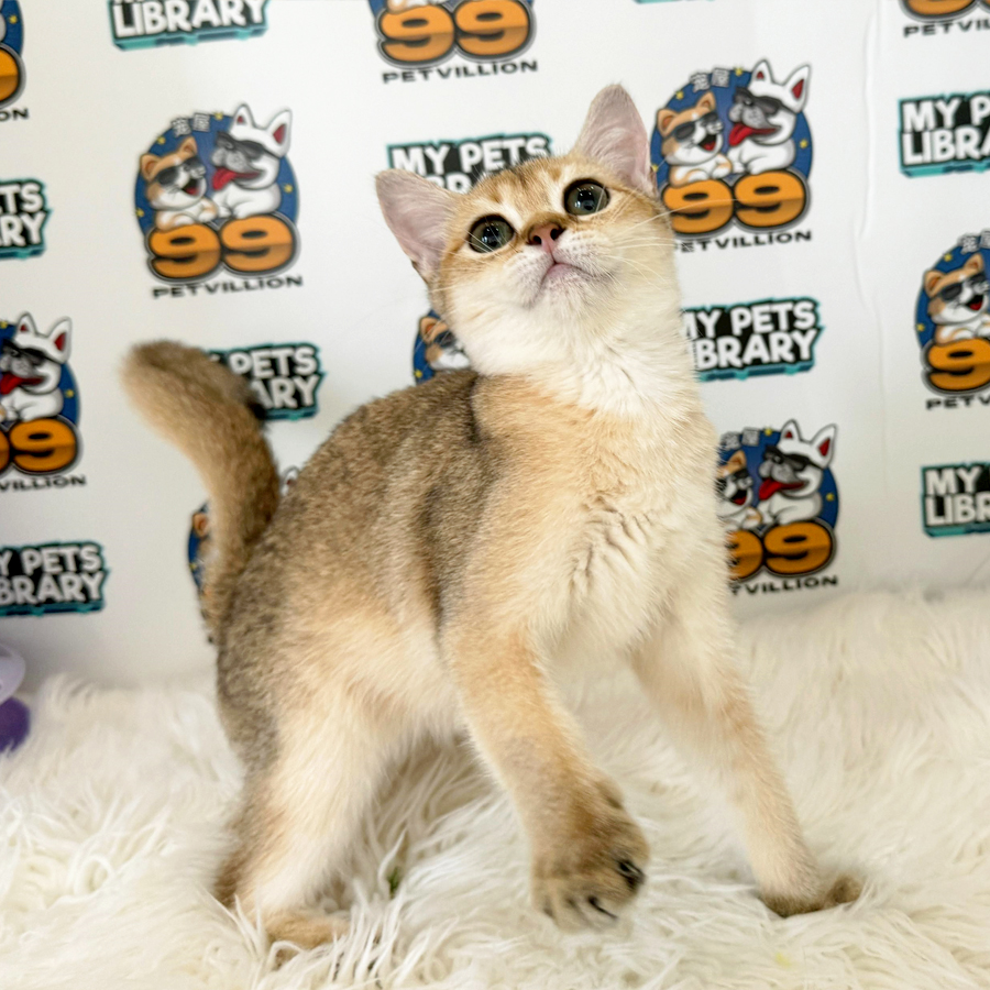 British Shorthair Kitten (Male) For Sale