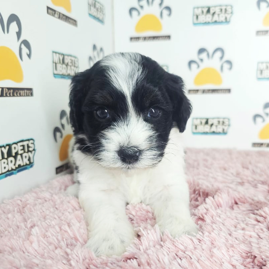 Toy Poodle Puppy (Female) For Sale