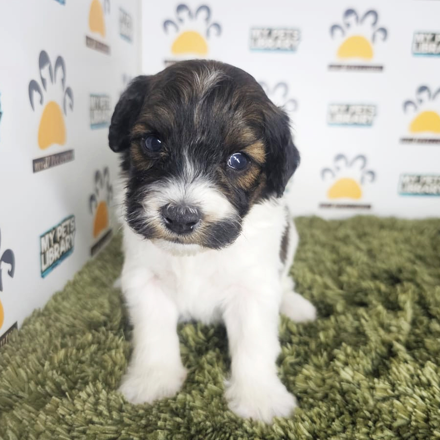 Toy Poodle Puppy (Male) For Sale
