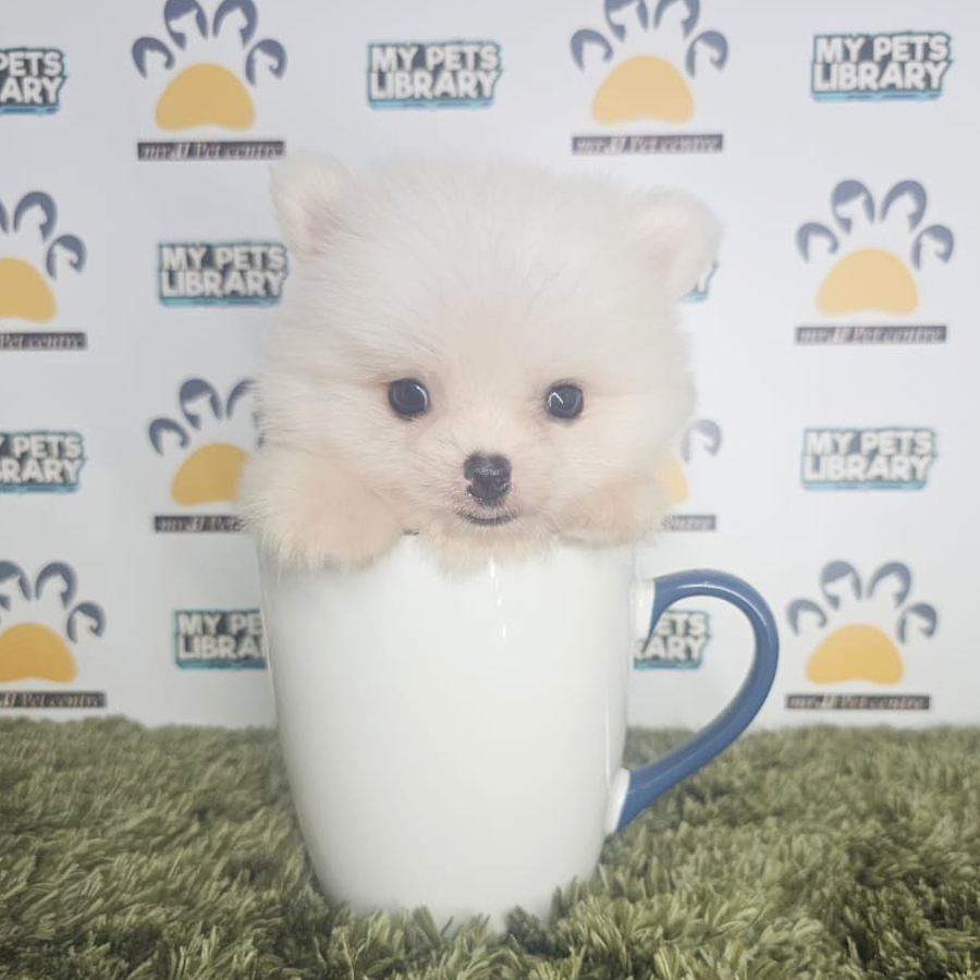 Teacup Pomeranian Puppy (Male) For Sale