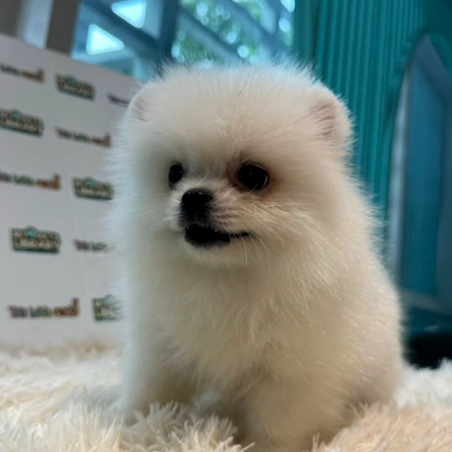 Tiny Pomeranian Puppy (Male) For Sale
