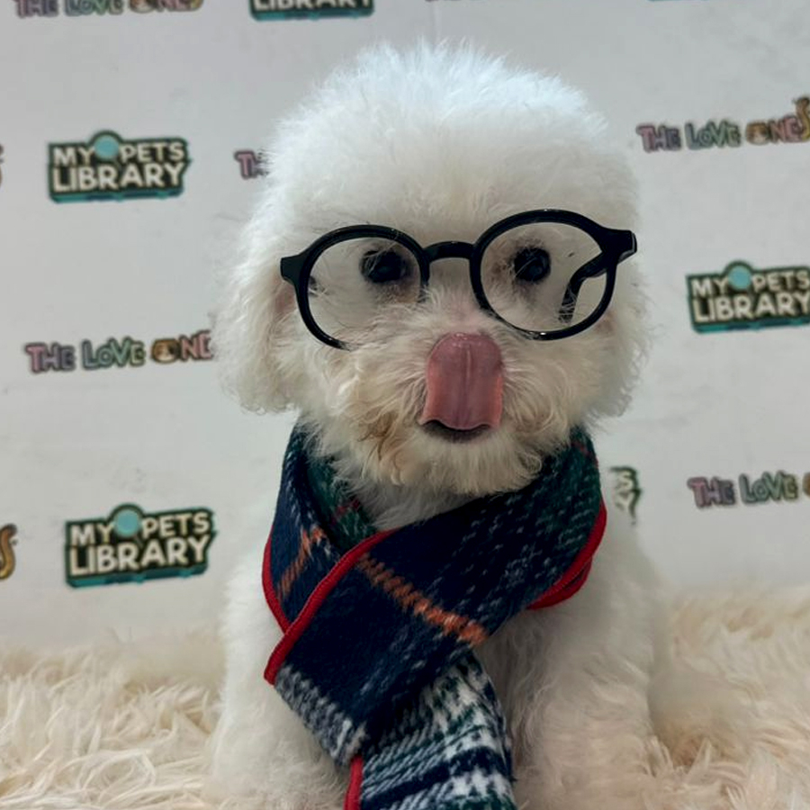 Mini Bichon Puppy (Male) For Sale