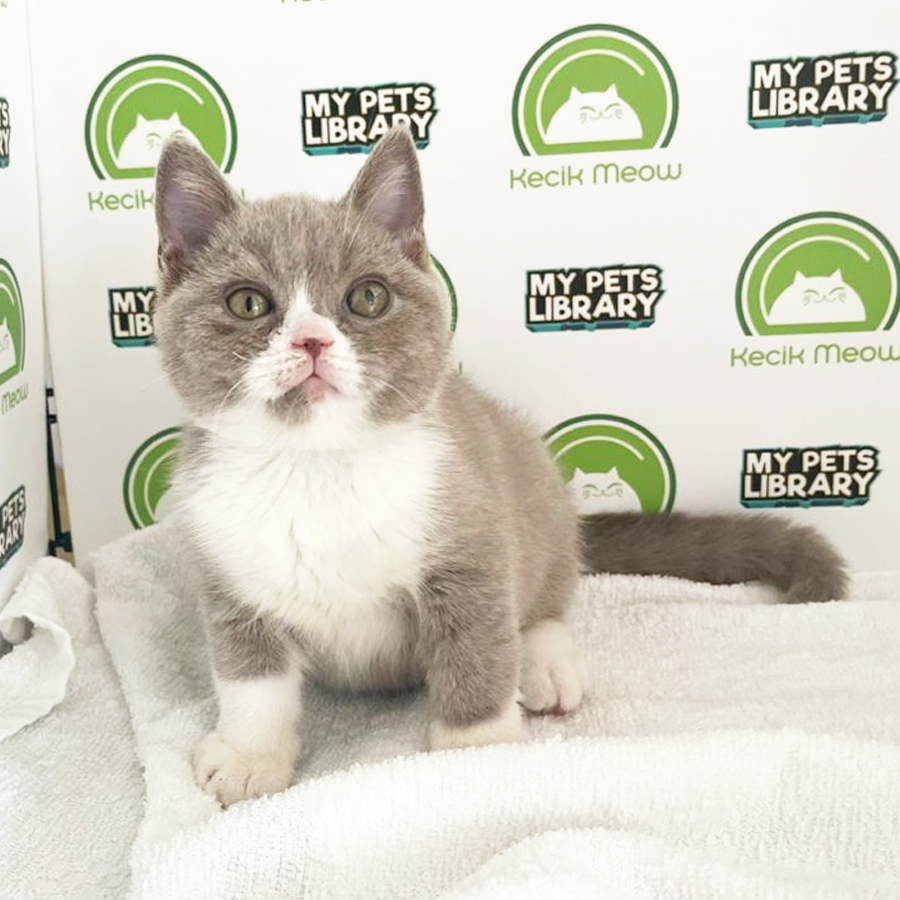 British Shorthair Kitten (Male) For Sale