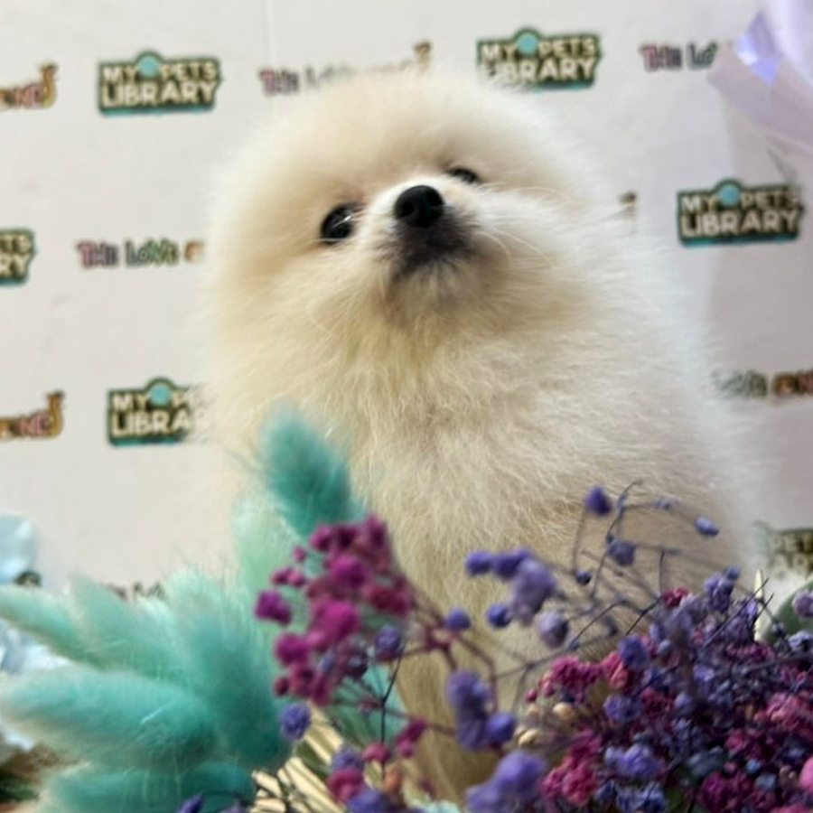 Tiny Pomeranian Puppy (Female) For Sale