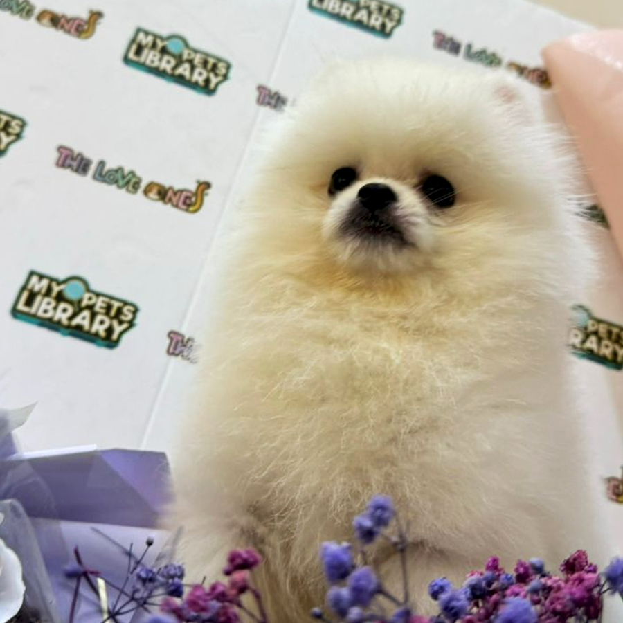 Tiny Pomeranian Puppy (Male) For Sale