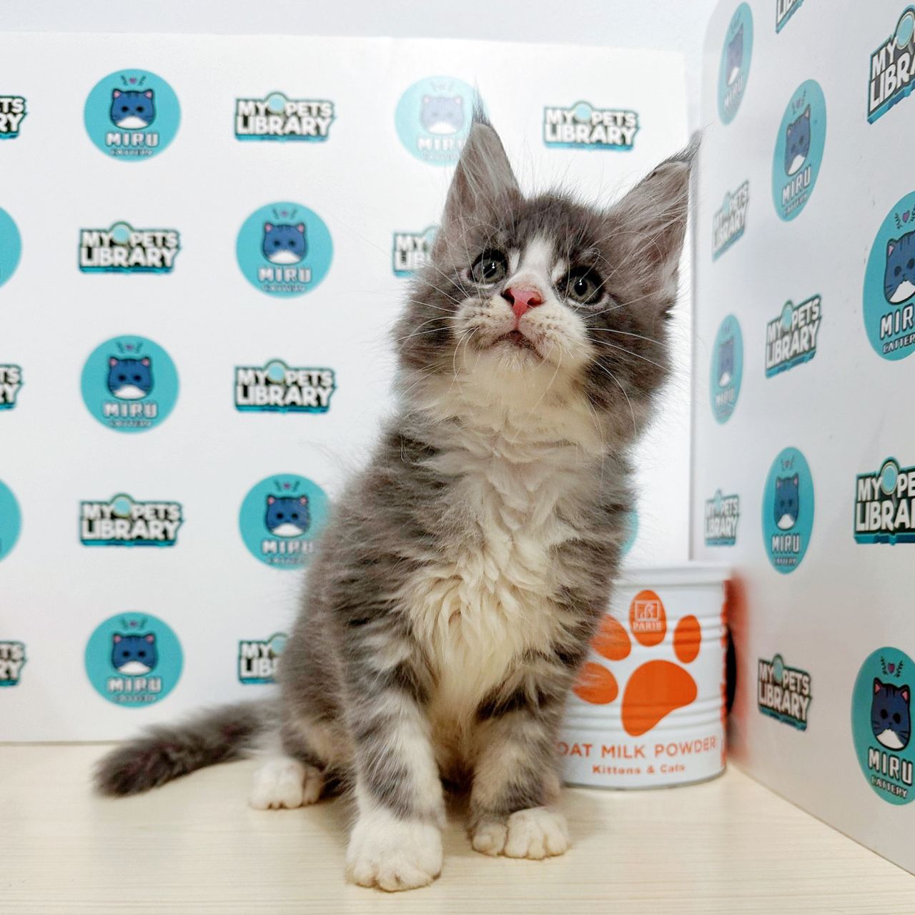 Maine Coon Kitten (Male) For Sale