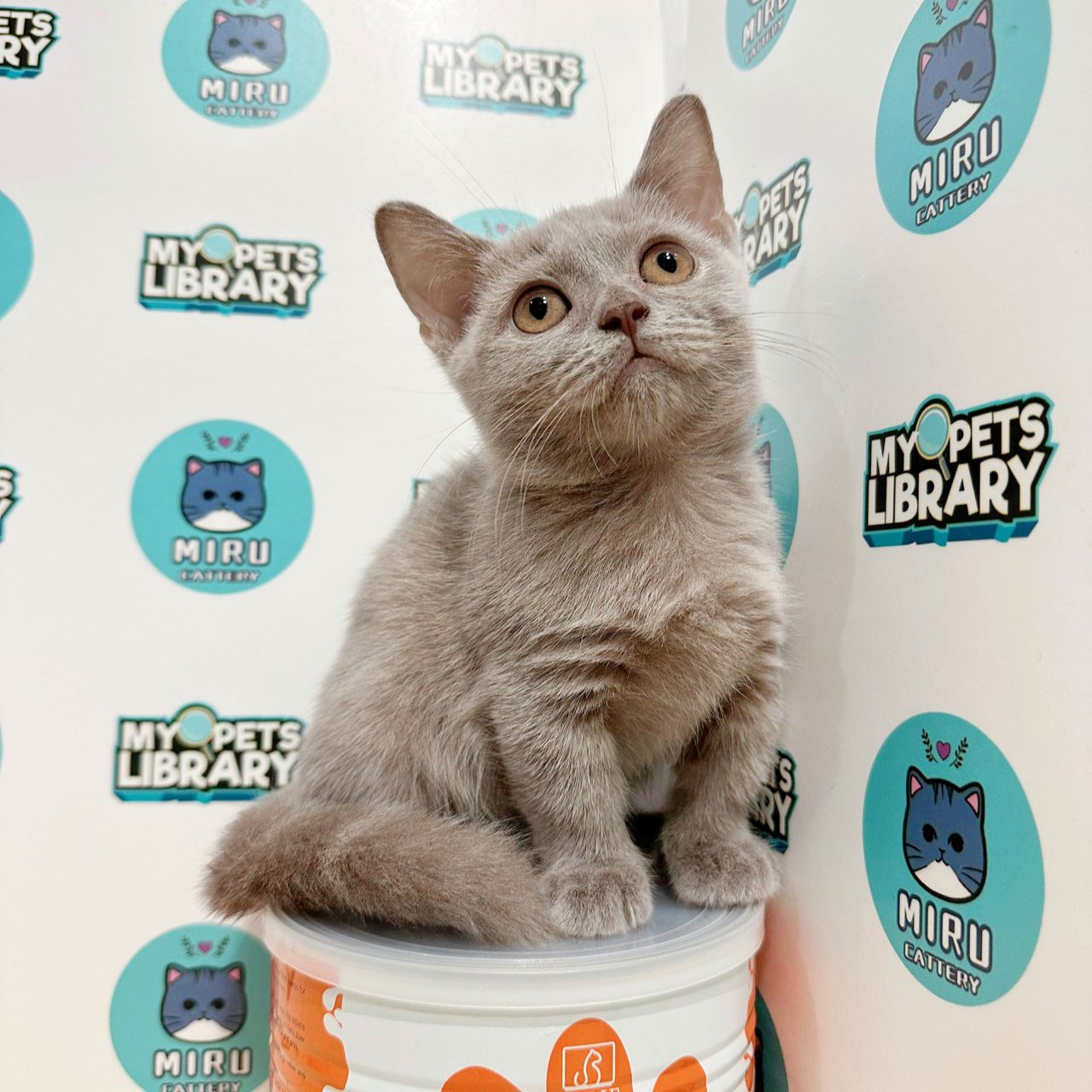 Munchkin British Shorthair Kitten (Female) For Sale