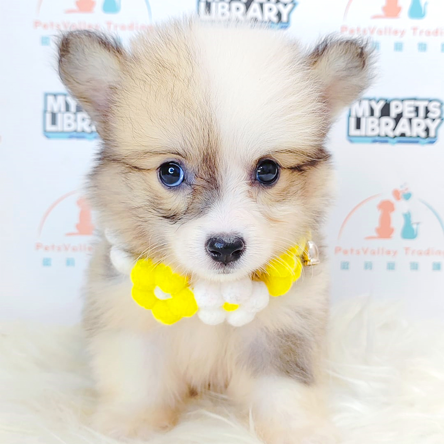 Welsh Corgi Puppy (Female) For Sale