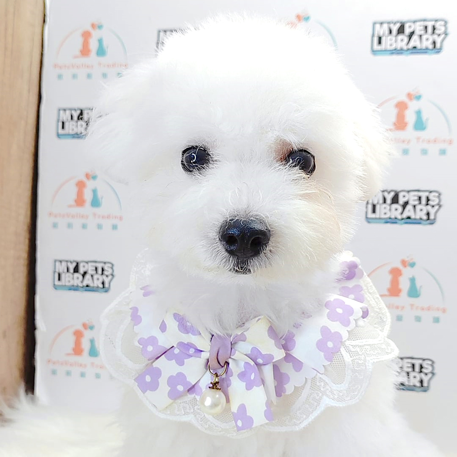 Tiny Poodle Puppy (Male) For Sale