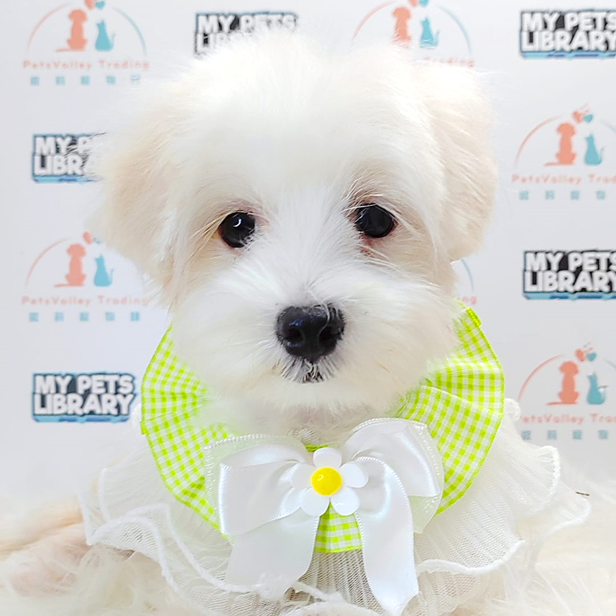 Maltese Puppy (Female) For Sale