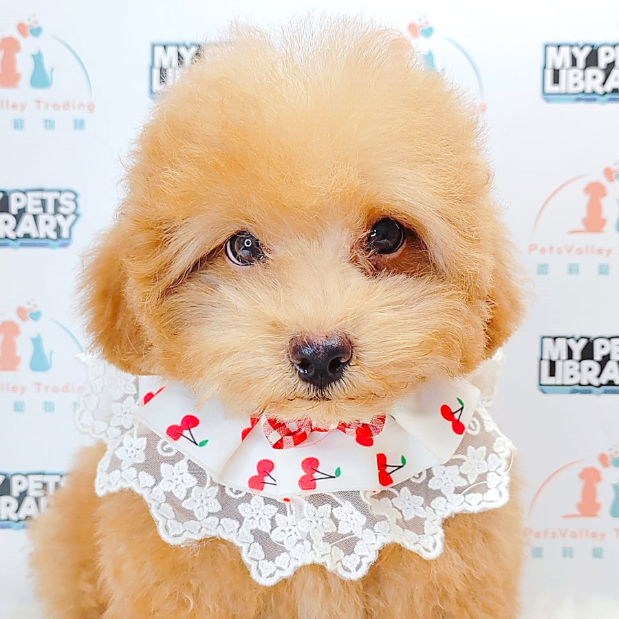 Toy Poodle Puppy (Male) For Sale