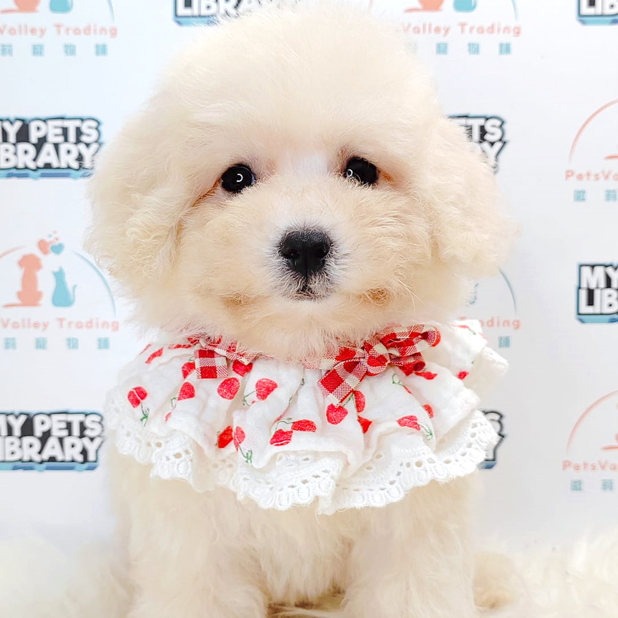 Maltipoo Puppy (Female) For Sale