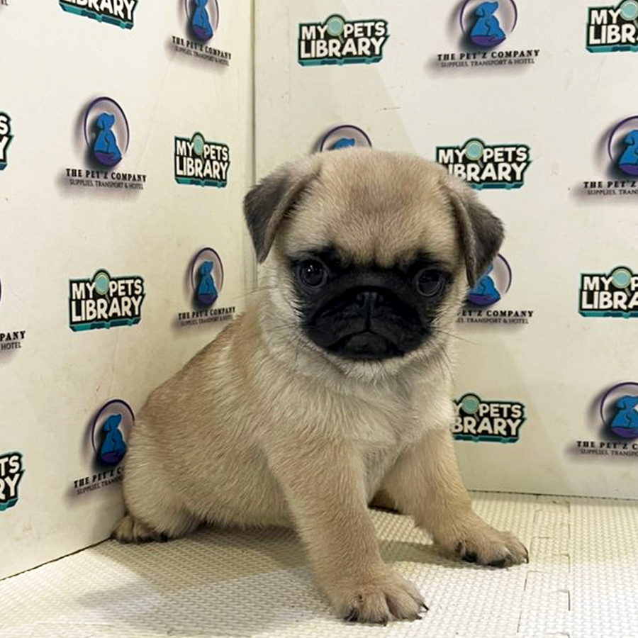 Pug Puppy (Female) For Sale