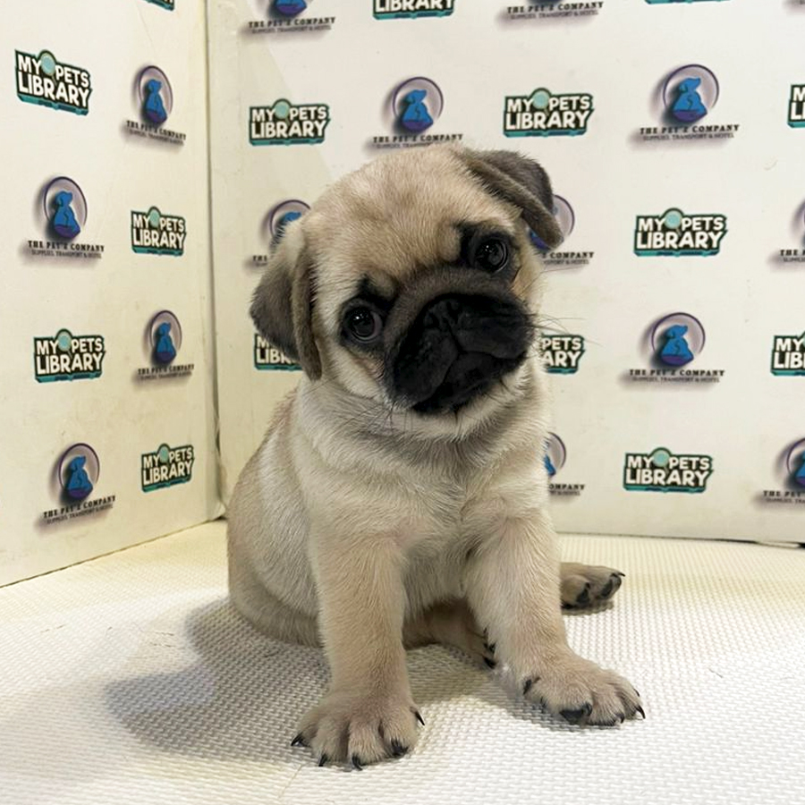 Pug Puppy (Male) For Sale
