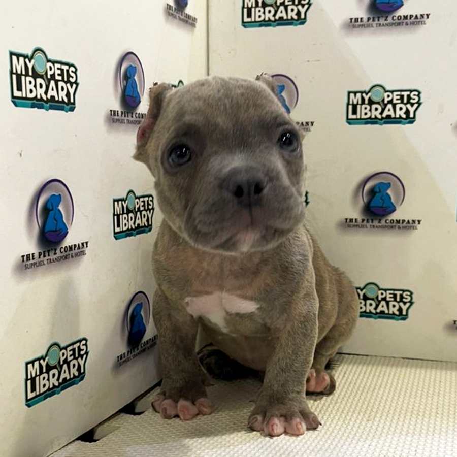 American Pocket Bully Puppy (Male) For Sale