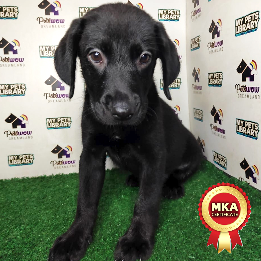MKA Labrador Puppy (Female) For Sale