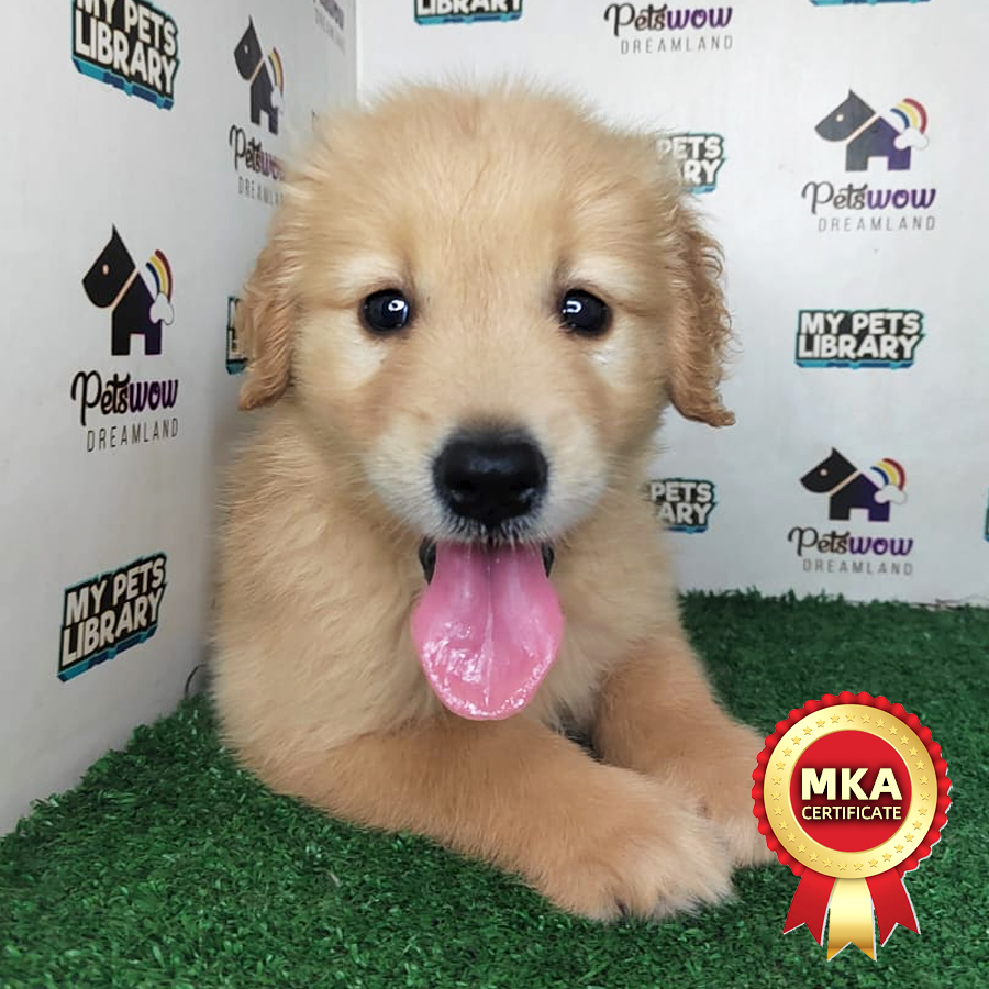 MKA Golden Retriever Puppy (Male) For Sale
