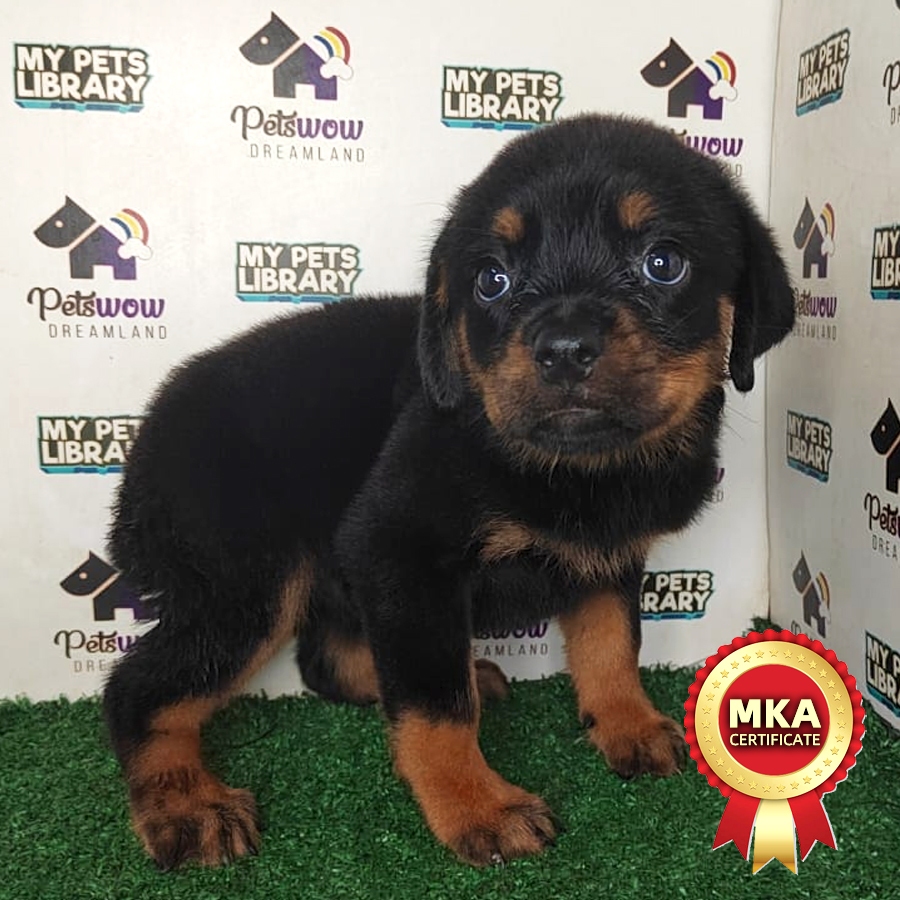 MKA Rottweiler Puppy (Female) For Sale