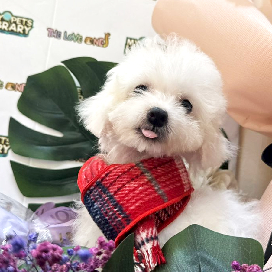 Mini Bichon Puppy (Female) For Sale