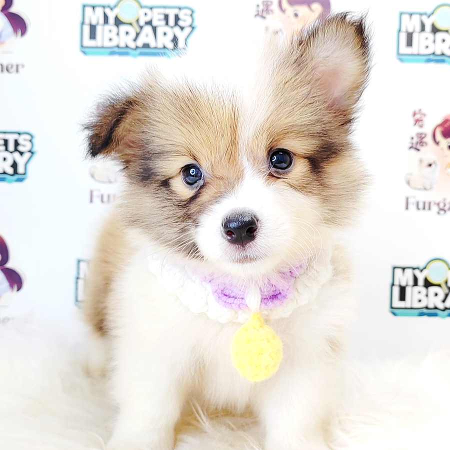 Longhair Corgi Puppy (Male) For Sale