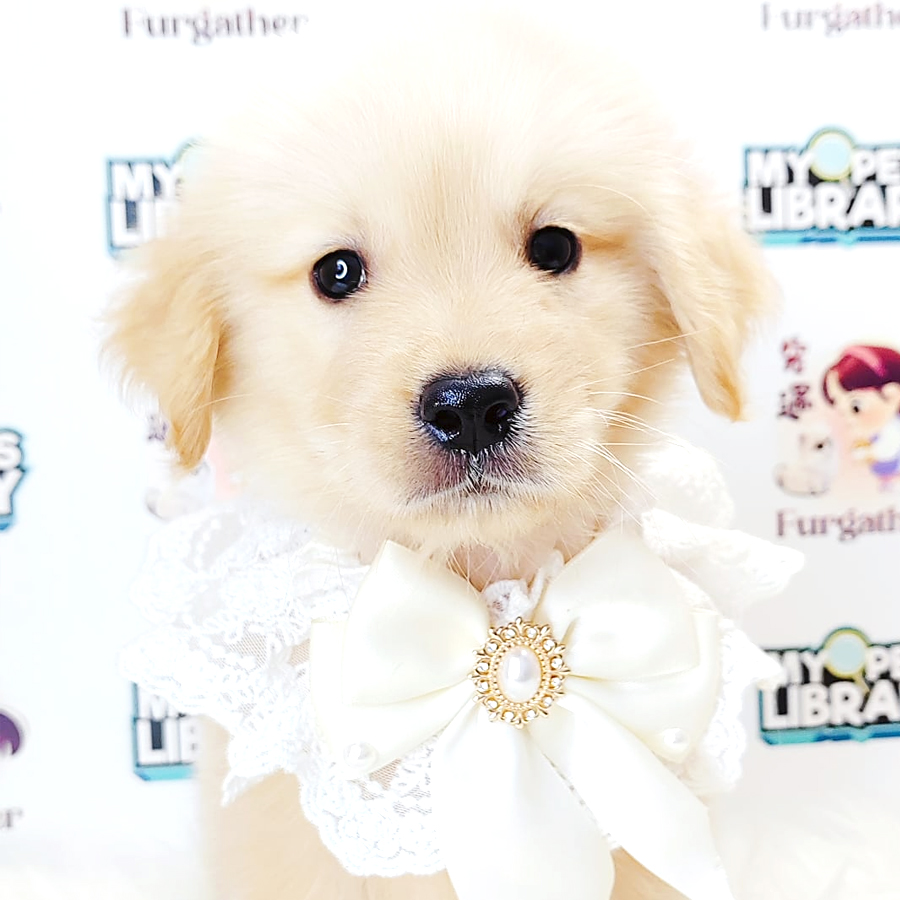 Golden Retriever Puppy (Male) For Sale