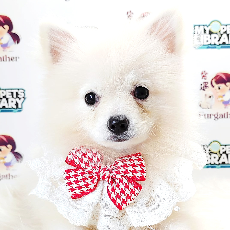 Pomeranian Puppy (Male) For Sale
