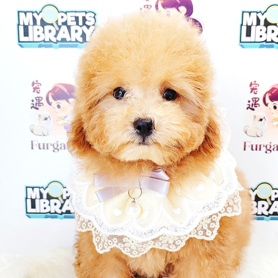 Poodle Puppy (Male) For Sale