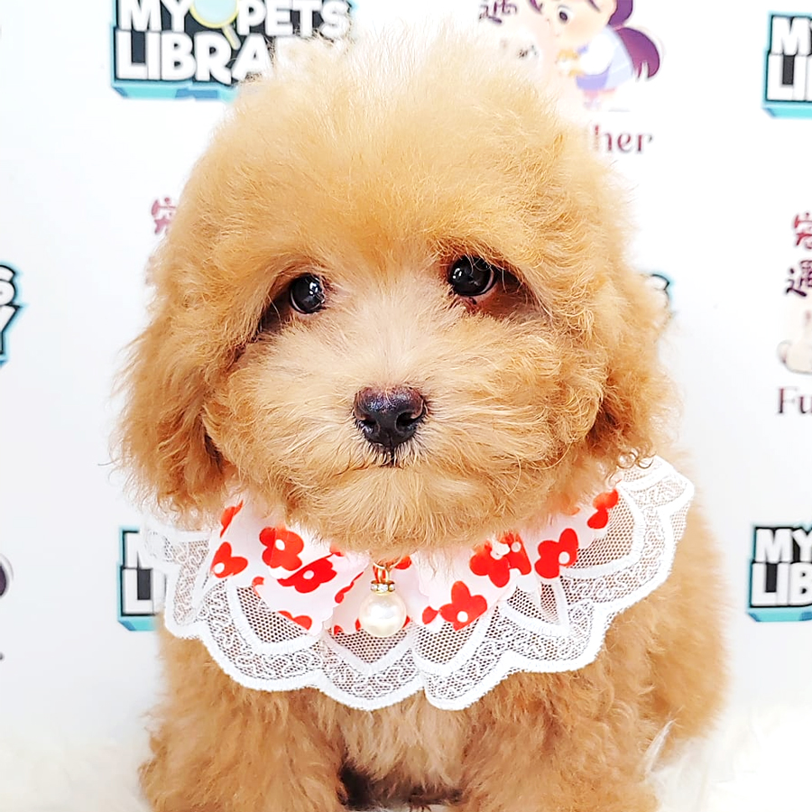Poodle Puppy (Male) For Sale