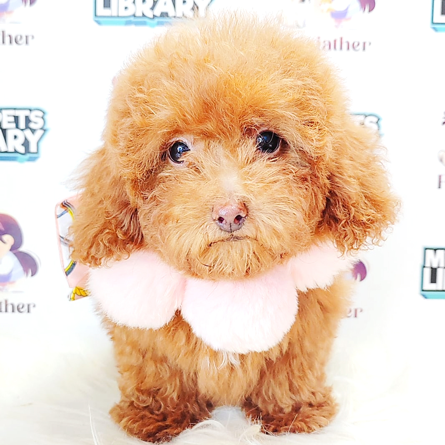 Poodle Puppy (Female) For Sale