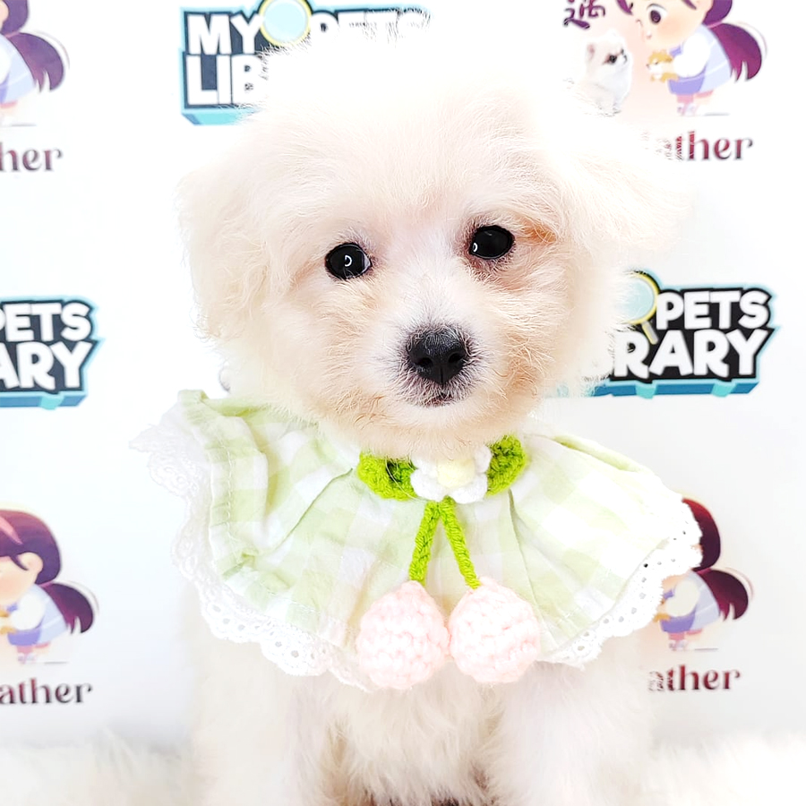 Maltipoo Puppy (Female) For Sale