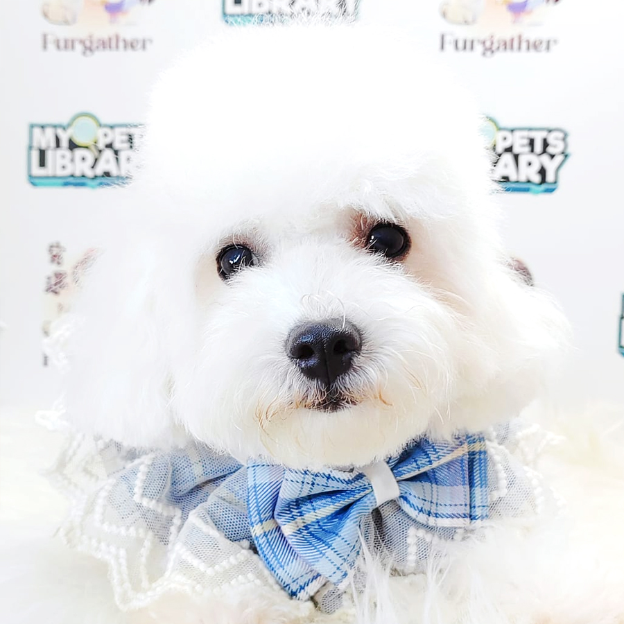 Bichon Frise Puppy (Female) For Sale