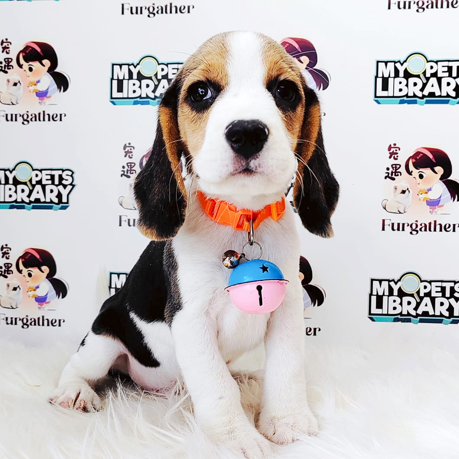Beagle Puppy (Male) For Sale