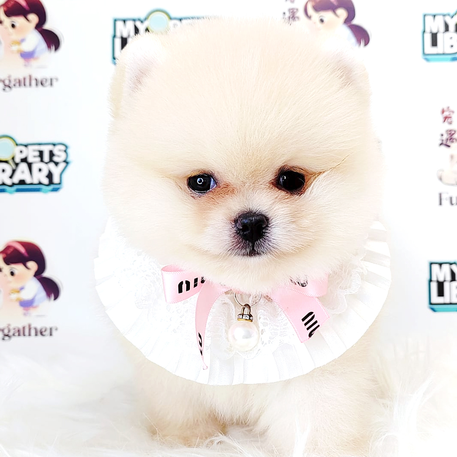 Pomeranian Puppy (Male) For Sale