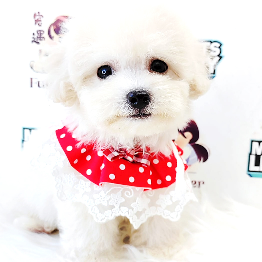 Maltipoo Puppy (Male) For Sale