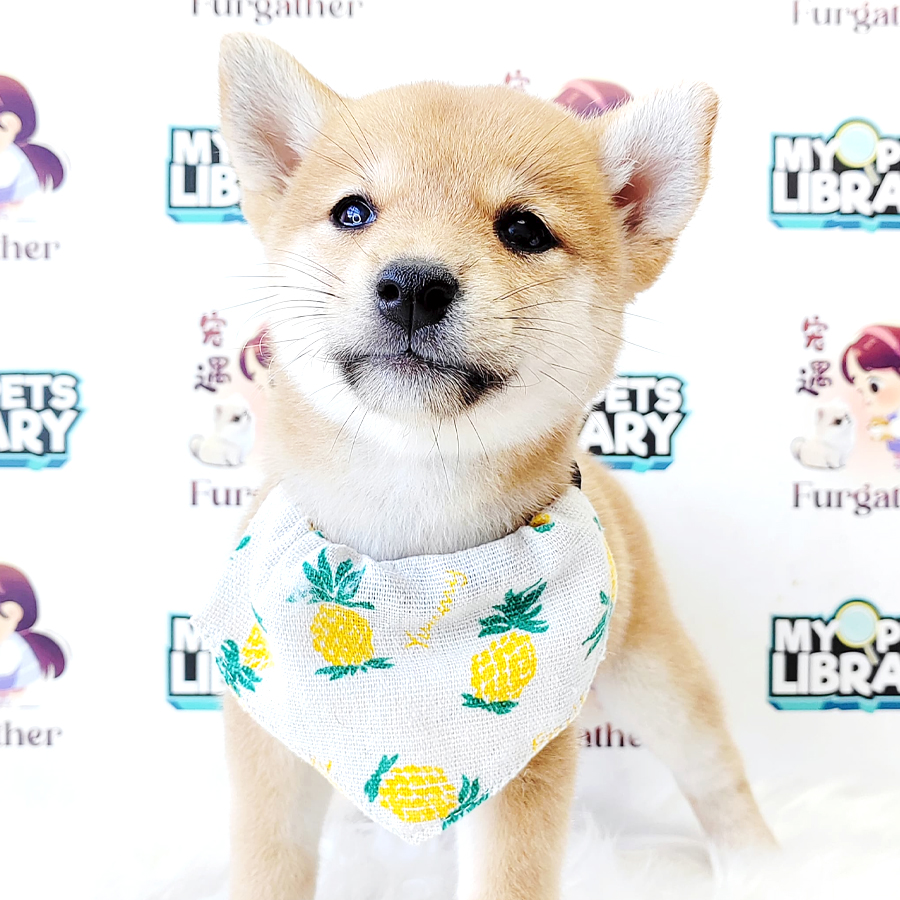 Shiba Inu Puppy (Male) For Sale