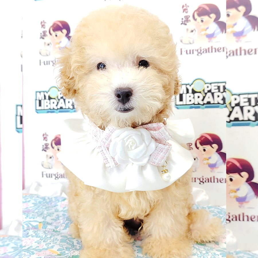 Maltipoo Puppy (Female) For Sale