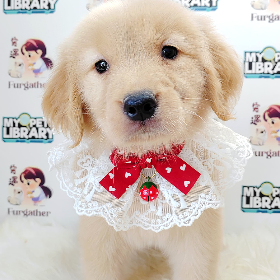 Golden Retriever Puppy (Female) For Sale