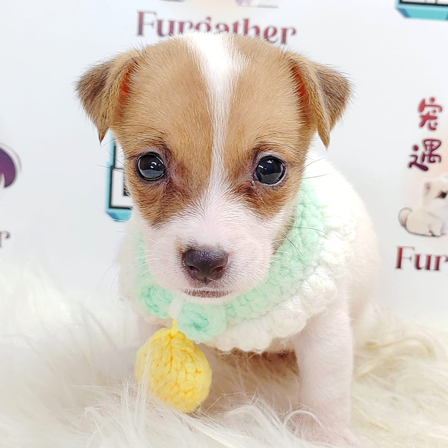 Jack Russell Puppy (Female) For Sale