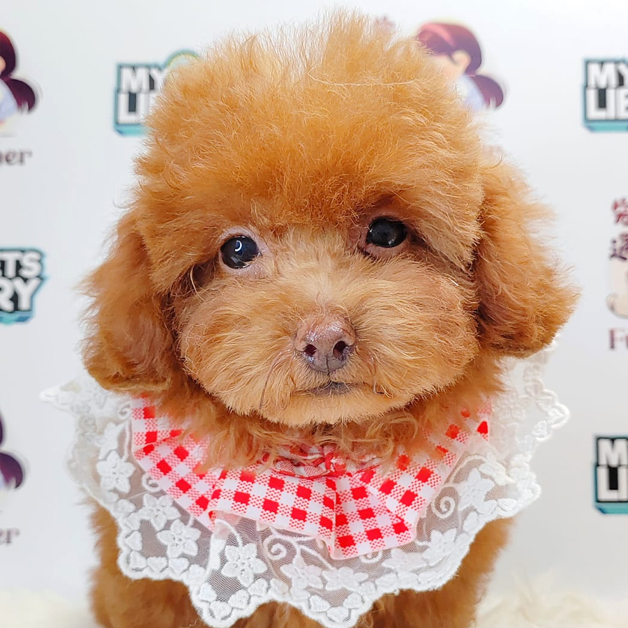 Poodle Puppy (Female) For Sale