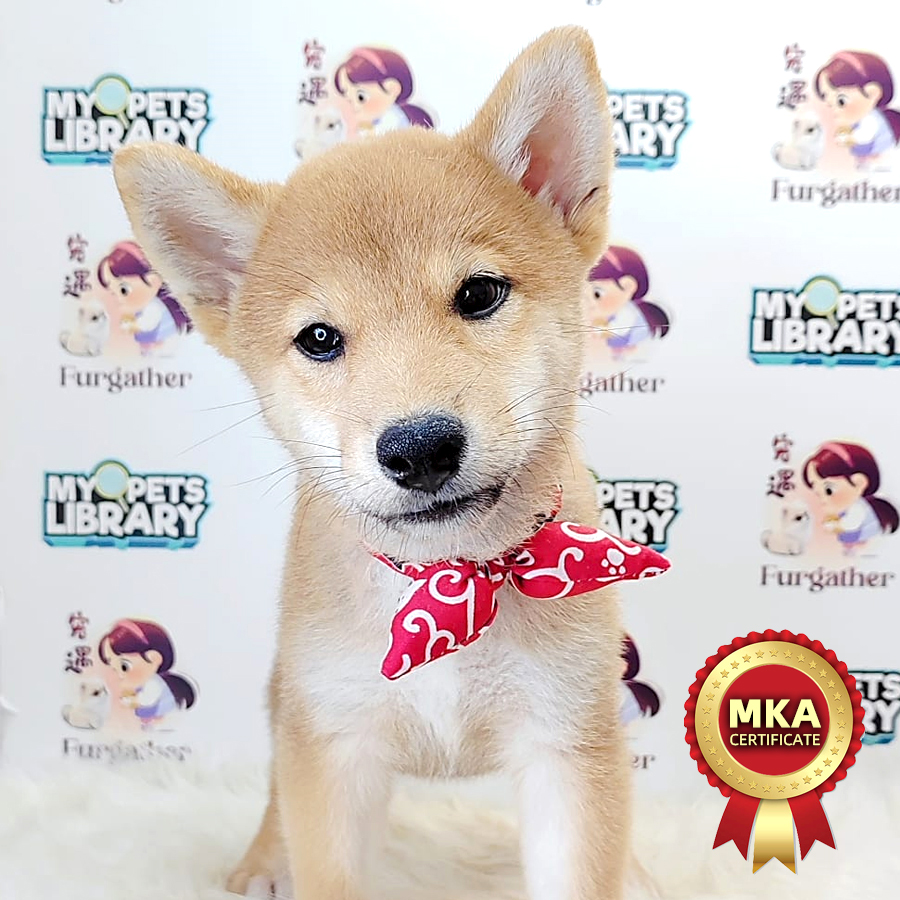 MKA Shiba Inu Puppy (Male) For Sale