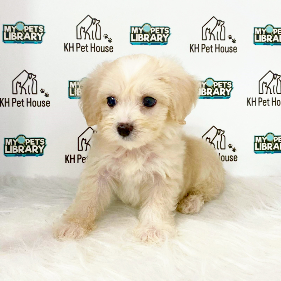 Maltipoo Puppy (Male) For Sale
