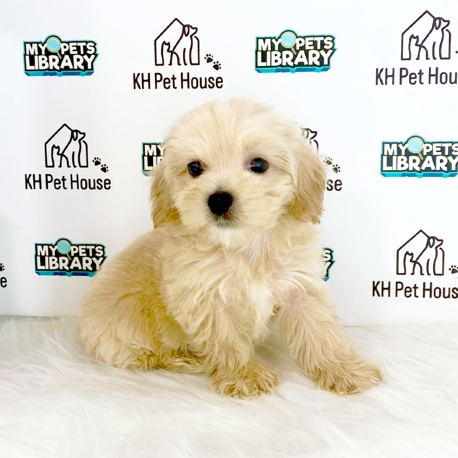 Maltipoo Puppy (Male) For Sale