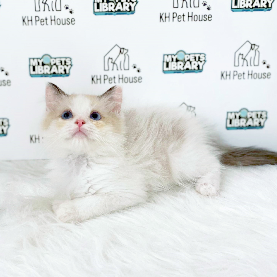 Ragdoll Kitten (Female) For Sale