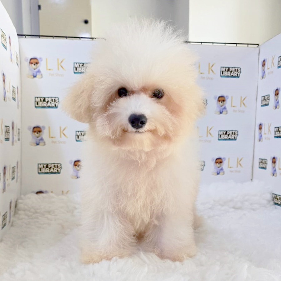 Maltipoo Puppy (Male) For Sale