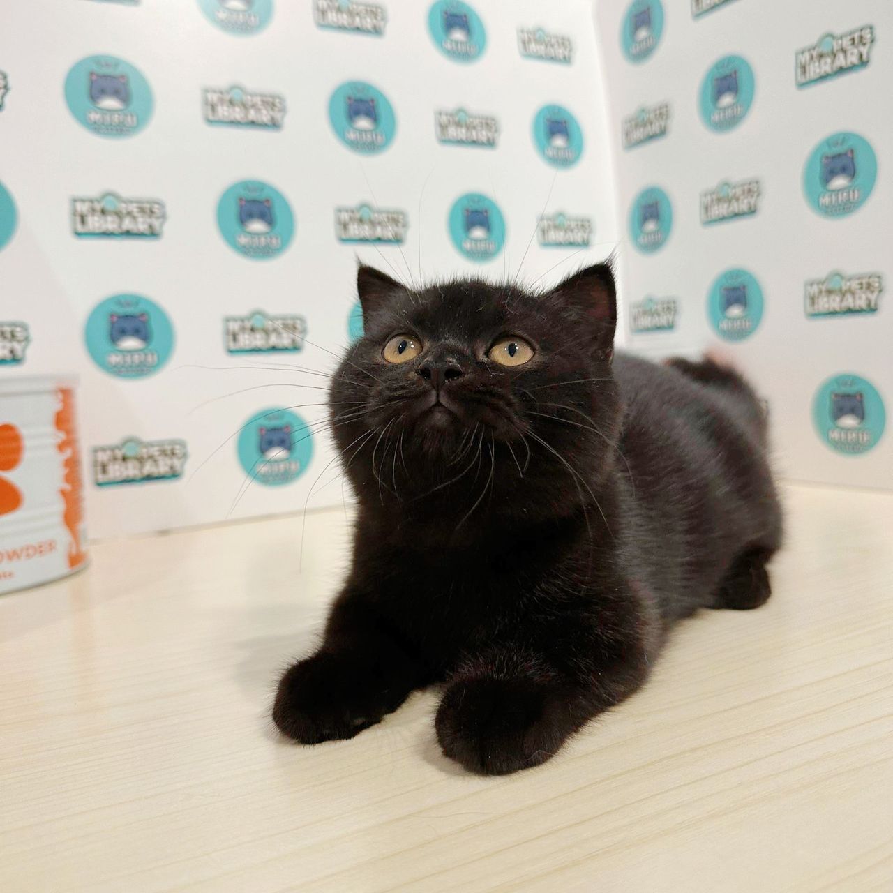 Super Short Munchkin British Shorthair Kitten (Female) For Sale